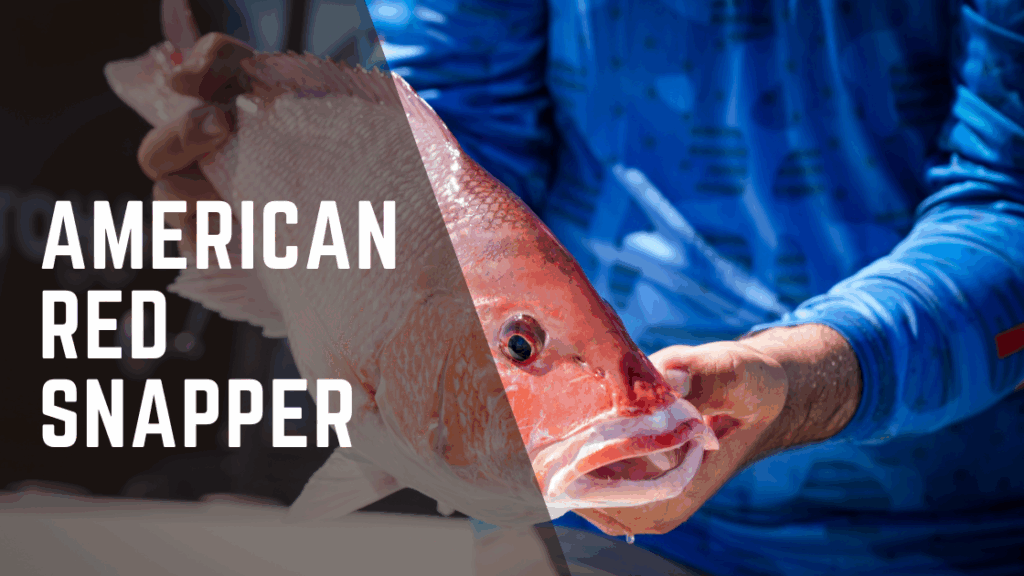 American Red Snapper