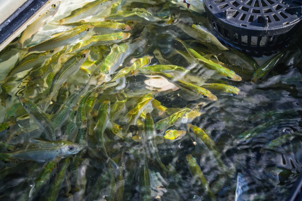 Pilchards fo Mahi