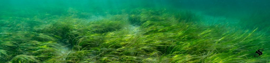 Tampa Bay Grass Flats 