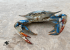 Blue crab