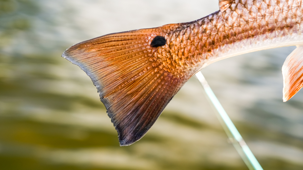 Redfish