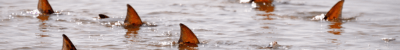 Redfish tailing in shallow water 