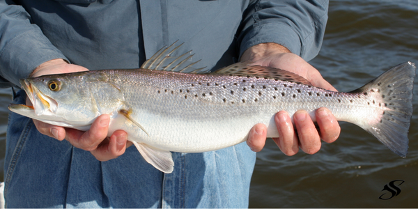 Big speckled trout 