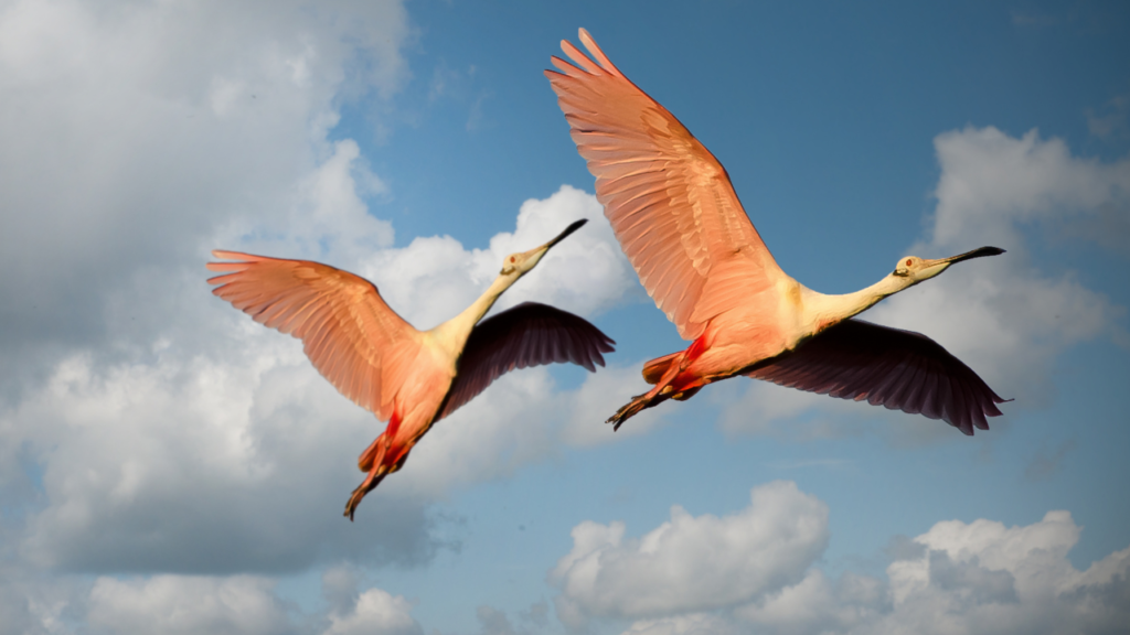 Spoonbills in preserve Tampa 