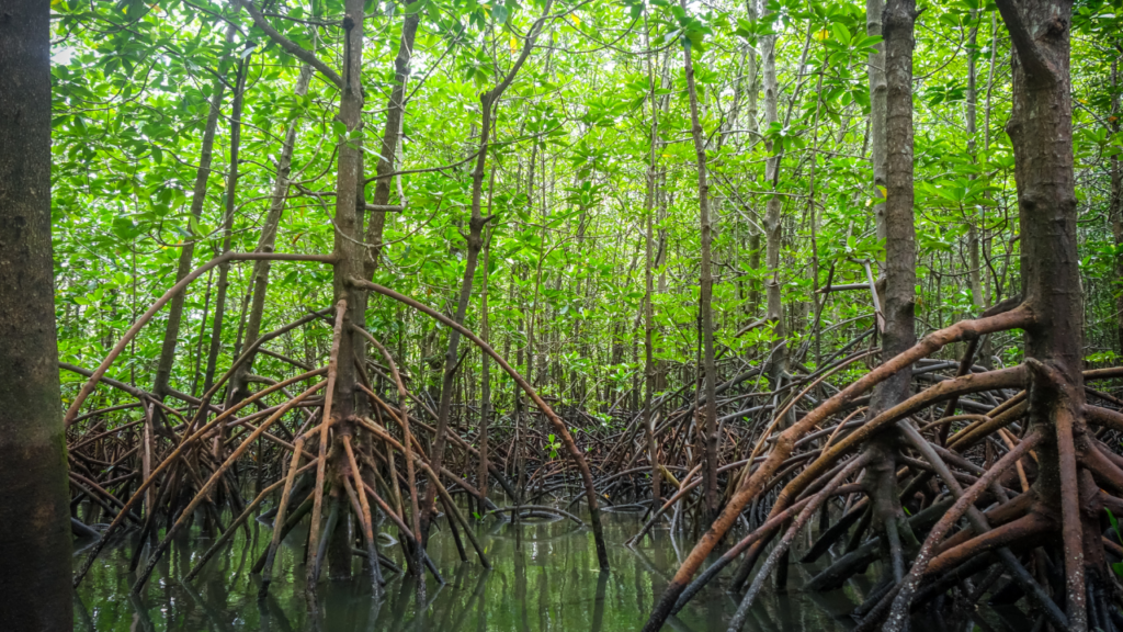 Mangroves Tampa Bay 