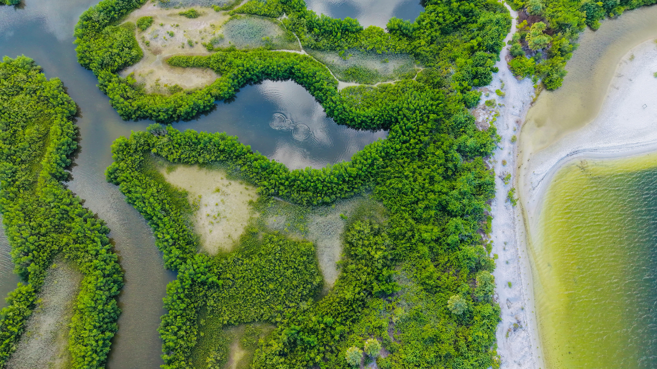 Tampa Bay Mangrove Tunnels