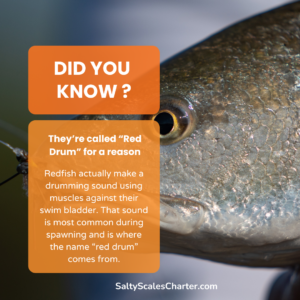 Redfish Facts 