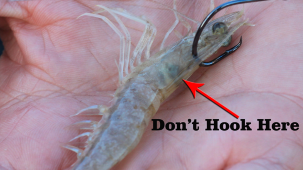 How to rig live shrimp