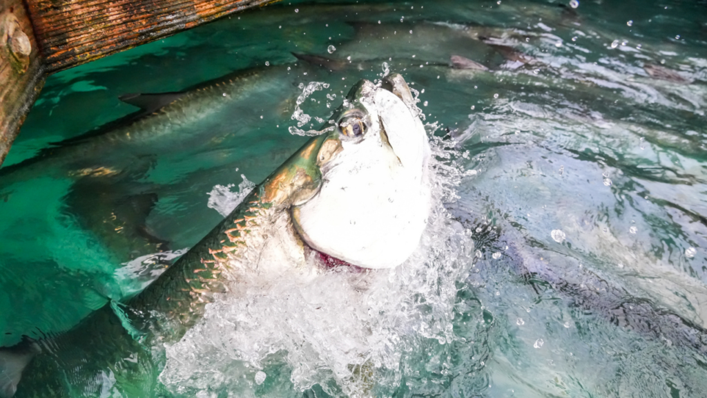 St. Petersburg tarpon fishing