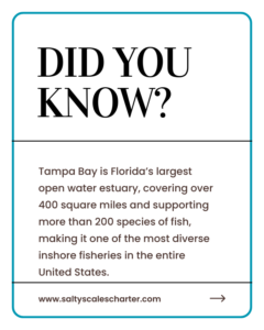 Tampa Bay Fishing Fact