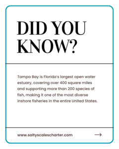 Tampa Bay Fishing Fact