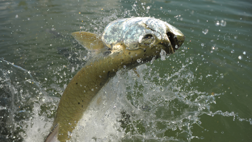 Tarpon fishing charter Tampa Bay 