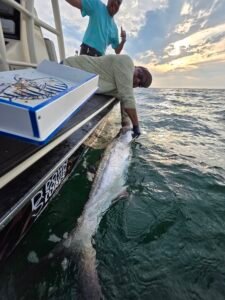 Best Months for Tarpon Fishing