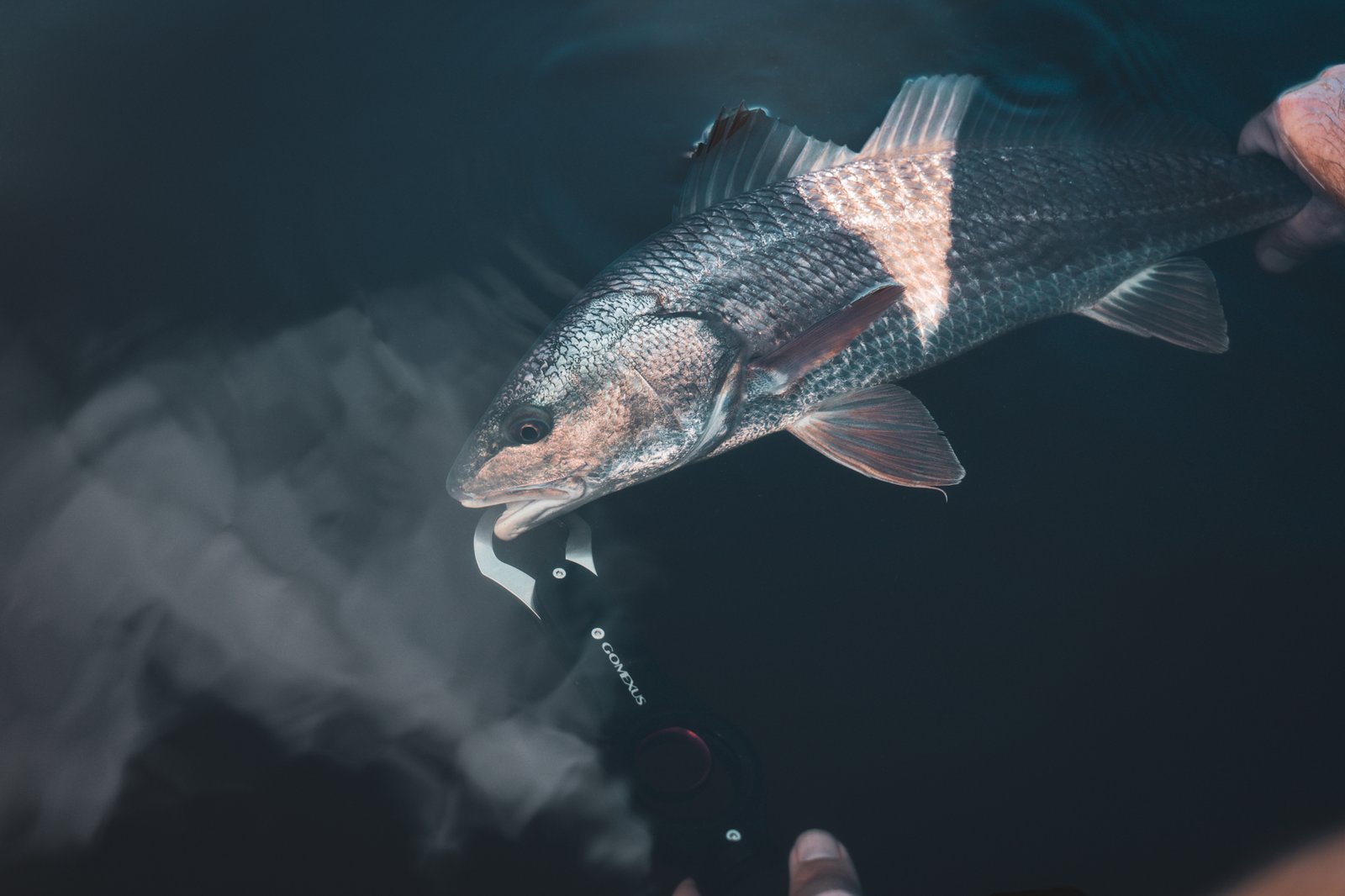 Cockroach redfish