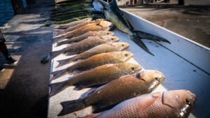 Limit of mangrove snapper