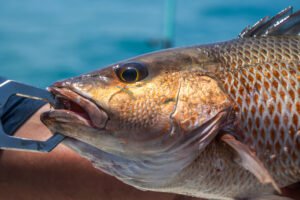 Mangrove Snapper Fishing Charter in Tampa Bay