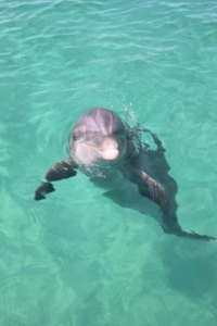 dolphins