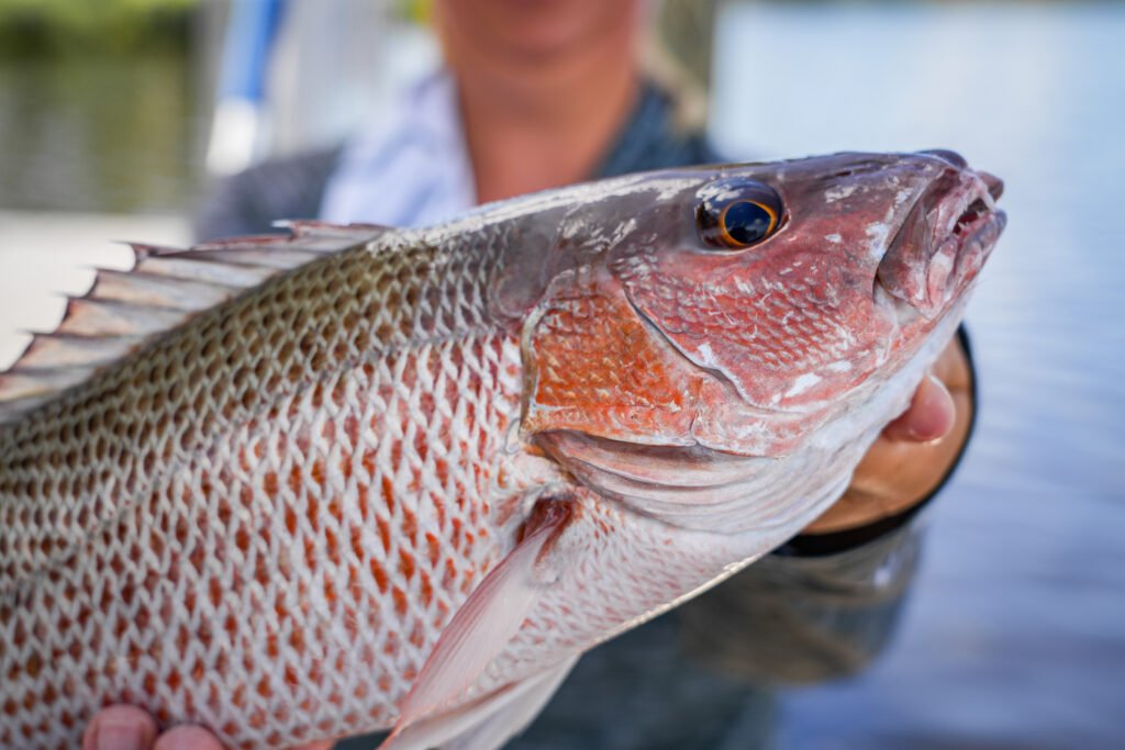 Tampa Bay mangrove snapper fishing