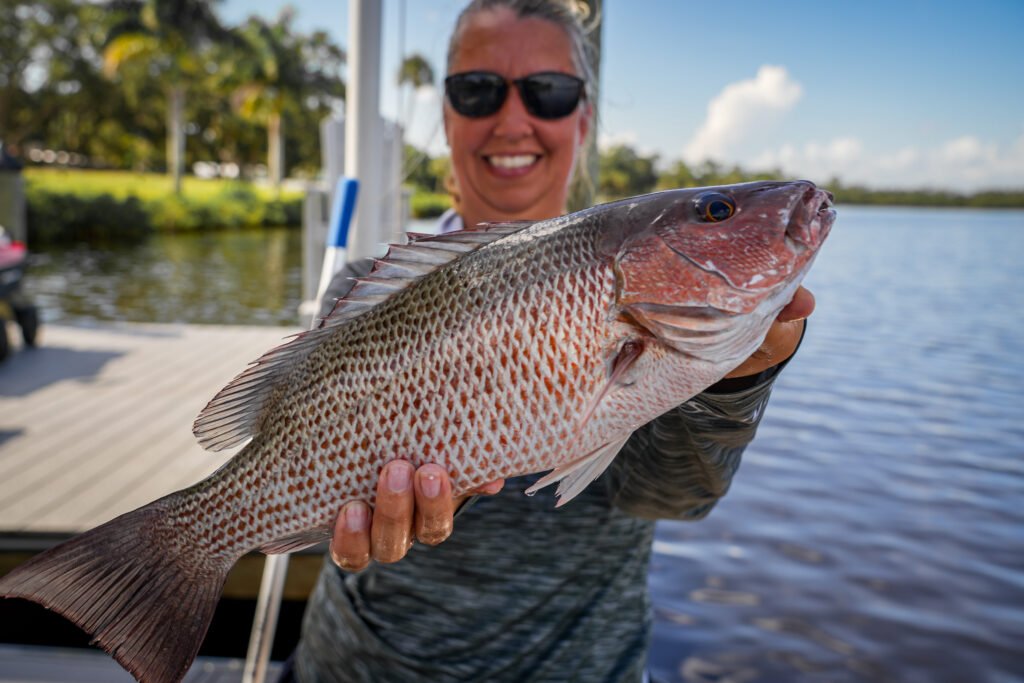 Tampa Bay mangrove snapper fishing