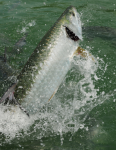 Tarpon Fishing Charter