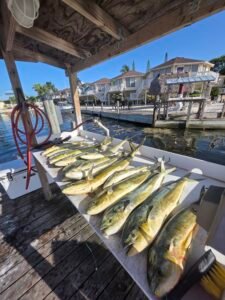 Mahi fishing