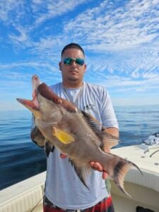 Hogfish outside of Tampa Bay