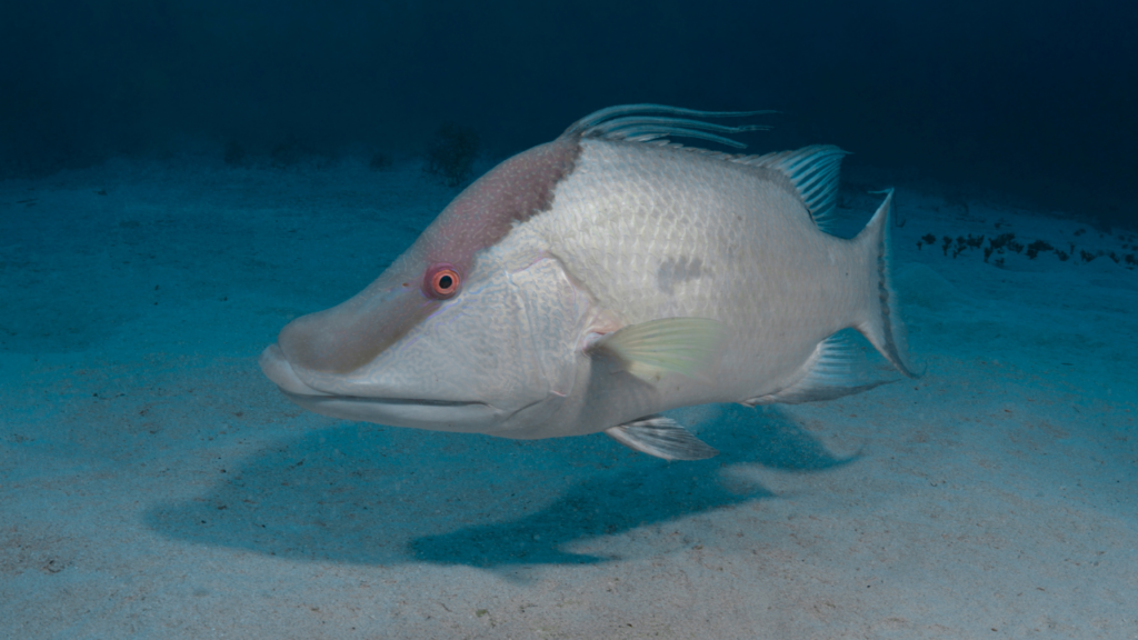 Hogfish over sand