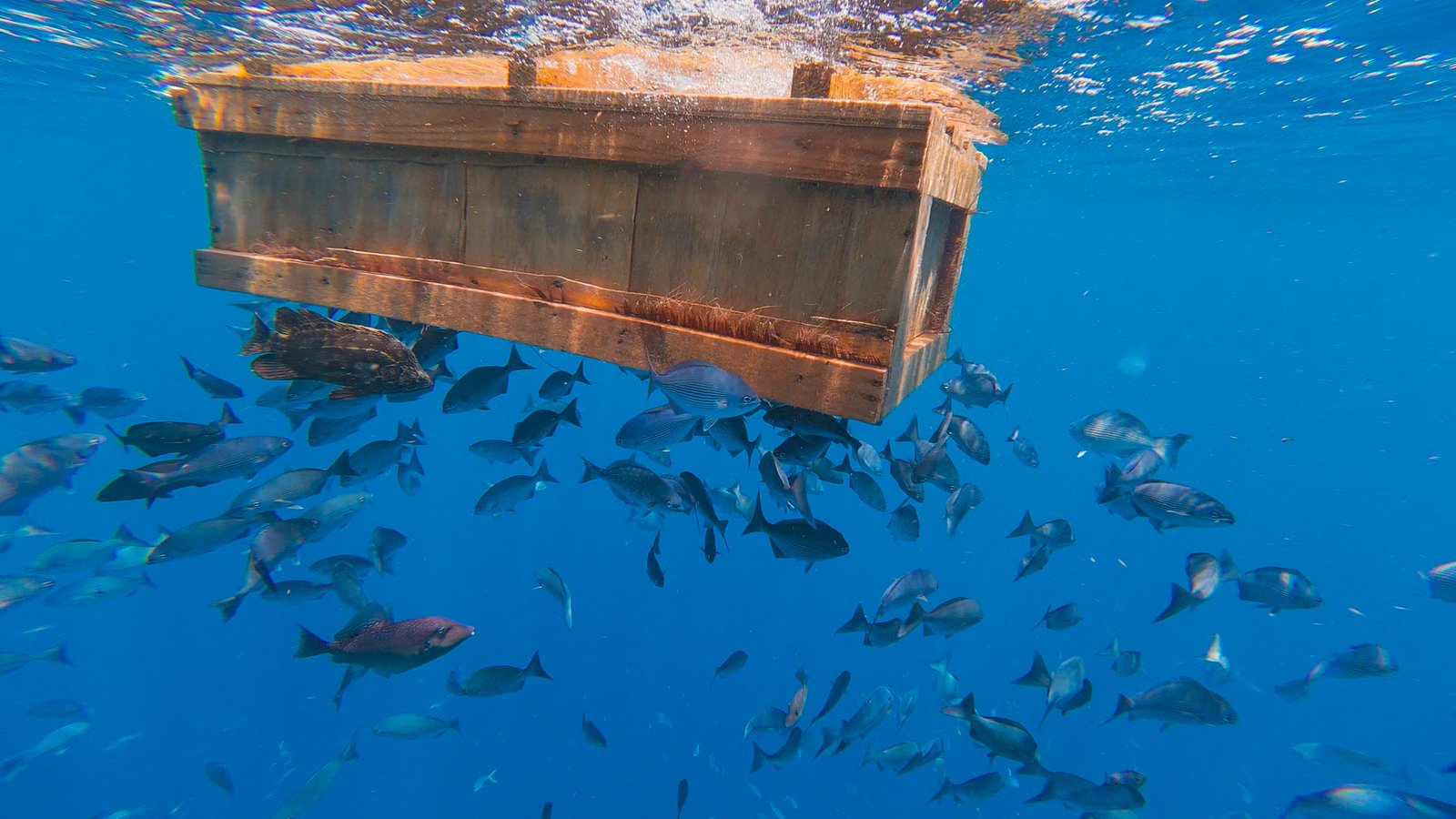 Floating fish in Marathon Florida